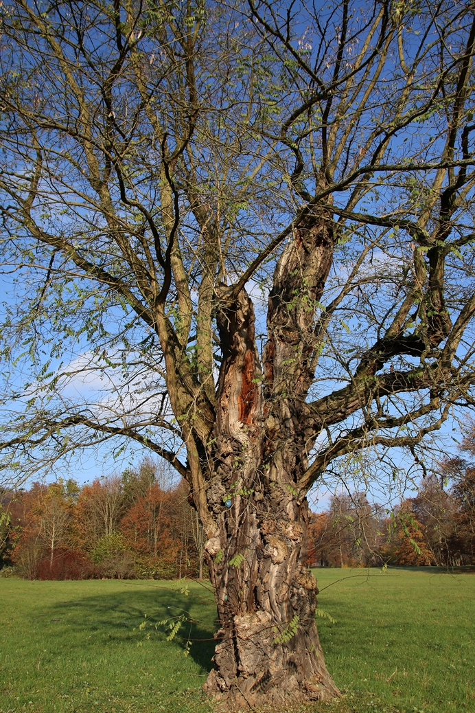 Robinie - Freundeskreis Greizer Park e.V.
